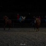 2023-09 - Spectacle équestre au Centre Equestre des Monts d'Or de Lissieu - 02 - Antoine AKA Chien-fou - 014